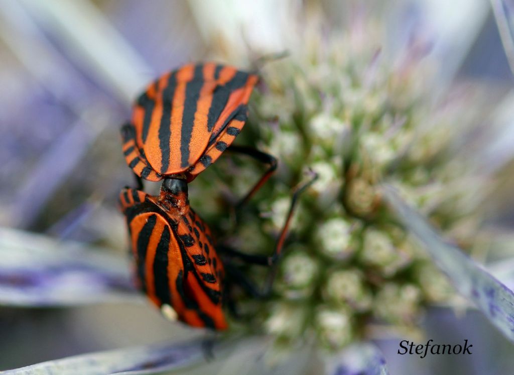 Id. coppia Insetti